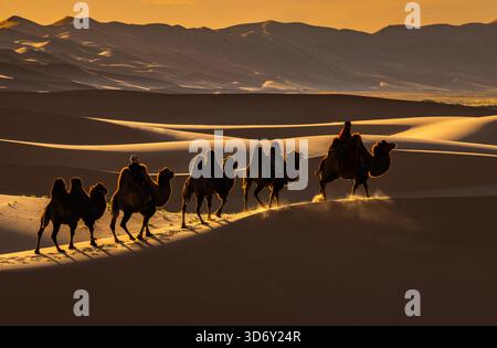 Kamelzug in der Wüste Gobi in Khongor „Singing Sand Dunes“ bei Sonnenuntergang in der Mongolei Stockfoto