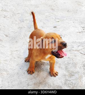 Grubenbullenwelpen hellbraun im Hof Stockfoto