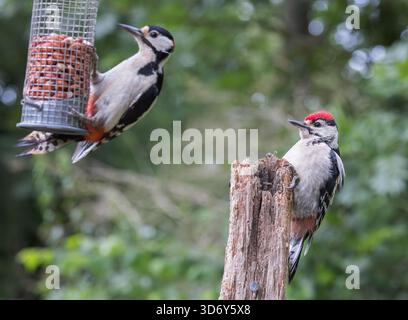 Jungvogel wartet auf alten hölzernen Zaunpfosten hinter ausgewachsenen männlichen Vögeln, die auf Erdnussfutter im Garten fressen. Stockfoto