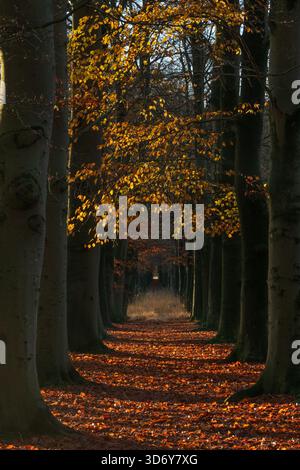 Langer, gerader Weg an einem sonnigen Herbsttag durch einen Buchenwald, gefallene Blätter auf dem Boden Stockfoto