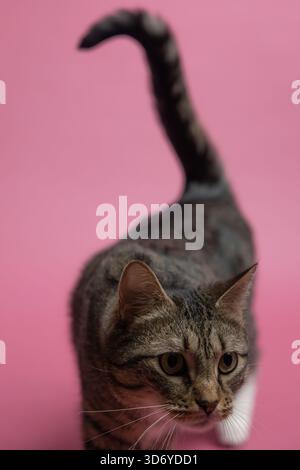 Katze auf rosa Hintergrund Stockfoto
