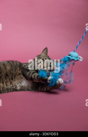 Katze auf rosa Hintergrund Stockfoto