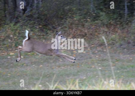 Ein Rehkitz, das in Columbia Falls, Montana, läuft. Stockfoto