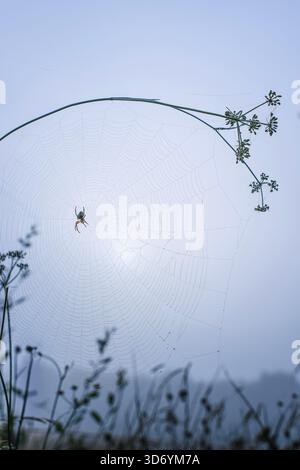 Ein großes, zartes Spinnennetz mit einer Gartenspinne in der Mitte, an einem kalten, nebeligen Morgen, Tautropfen auf den Fäden des Spinnennetzes. Stockfoto