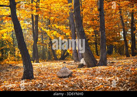 Ein Wald mit Bäumen, die mit orangefarbenen Blättern bedeckt sind. Die Blätter fallen von den Bäumen und der Boden ist darin bedeckt Stockfoto