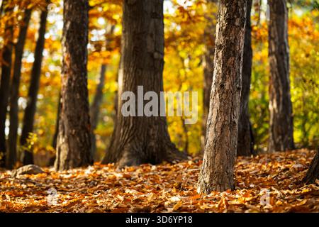 Ein Baum mit einem Stamm, der mit Blättern bedeckt ist. Die Blätter sind orange und gelb. Der Baum ist von vielen Blättern auf dem Boden umgeben Stockfoto