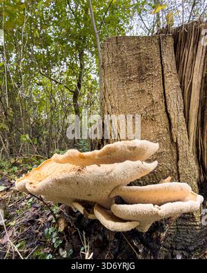 Ein großer Wildpilz, der an der Seite eines verfaulenden Baumstamms in einer feuchten Waldumgebung wächst. Stockfoto