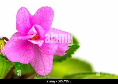 Eine kleine rosafarbene Blume mit grünem Stiel. Die Blume befindet sich in der Bildmitte und ist von grünen Blättern umgeben. Die Blume ist der Hauptfokus des Stockfoto