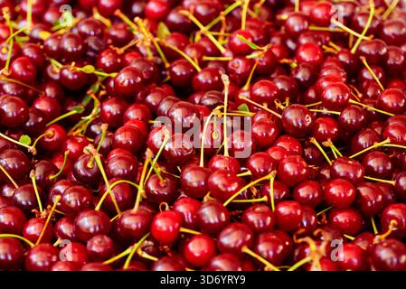 Ein Haufen roter Kirschen stapelt sich übereinander. Die Kirschen sind reif und bereit zum Verzehr Stockfoto
