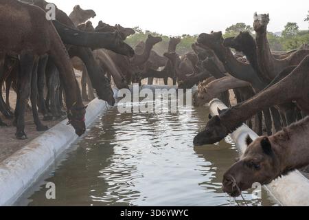 Kamele trinken sie Wasser in der Wüste Thar während des jährlichen Pushkar Camel Fair in der Nähe der heiligen Stadt Pushkar, Rajasthan, Indien. Diese Messe ist die größte Camel Trading fa Stockfoto