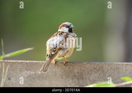 Haussperling (Passer domesticus) sitzt auf einer Mauer, Bayern, Deutschland Stockfoto