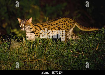 Leopardenkatze (Prionailurus bengalensis) bei Nacht im Wald spazieren, Borneo, Malaysia Stockfoto