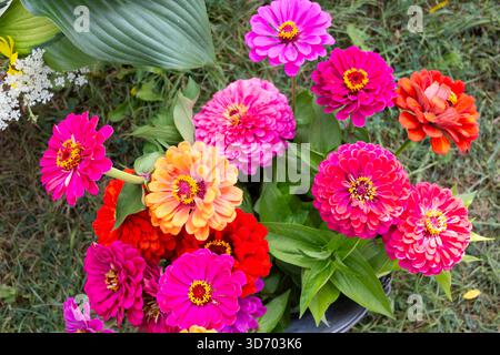 Zinnia Elegans Stockfoto