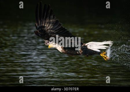 Ein amerikanischer Weißkopfseeadler, der einen Fisch entlang des James River schnappt Stockfoto