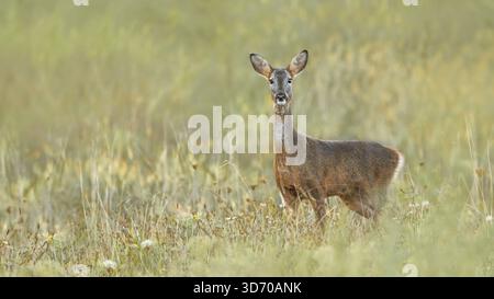 Ein wachsames Reh (Capreolus Capreolus) steht auf einer Wiese und blickt in die Kamera, seitlich, pastellfarben, Kopierraum, 16:9 Stockfoto