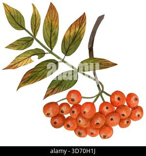 Roter reifer Zweig, Beeren und grüne Blätter. Handgemachte Aquarellillustration auf weißem Hintergrund. Zum Bedrucken von Textilien, Geschirr Stockfoto