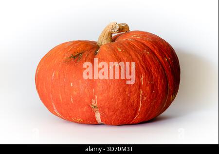 Schmutziger orangefarbener Kürbis auf weißem Hintergrund Stockfoto