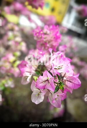 Nahaufnahme leuchtender rosafarbener Bougainvillea-Blüten in voller Blüte mit weichem, verschwommenem Hintergrund Stockfoto