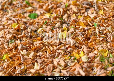 Ein lebhafter und farbenfroher Teppich aus Herbstblättern bedeckt den Boden in verschiedenen schönen Orange- und Gelbtönen Stockfoto