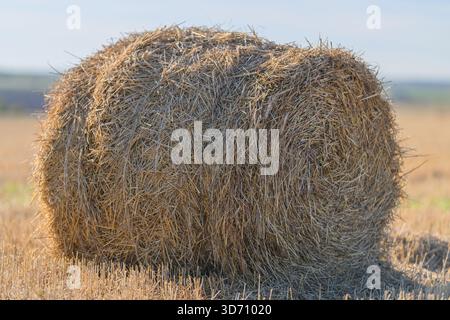 Ein runder Heuballen ruht friedlich auf einem sonnendurchfluteten Feld und repräsentiert die Schönheit der ländlichen Landwirtschaft Stockfoto