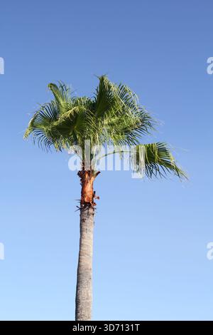 Palme mit fächerförmigen Blättern vor klarem blauem Himmel Stockfoto