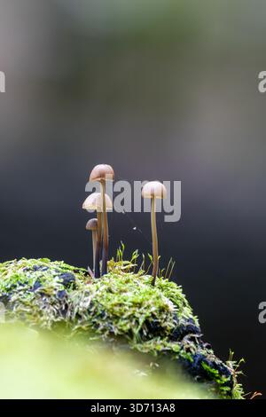Ein detailliertes Makrofoto von zarten Mycena-Pilzen, die auf lebendigem grünem Moos in einer Waldumgebung wachsen. Das Bild hebt die schlanken Stiele hervor Stockfoto