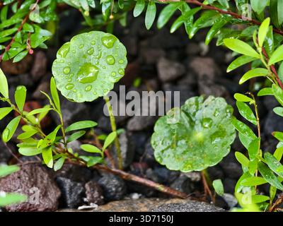 Morgentau auf frischen Gotu Kola- oder Centella asiatica-Blättern, umgeben von kleinen grünen Sträuchern Stockfoto