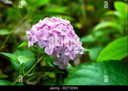 Nahaufnahme eines weichen rosafarbenen Mopkopfes Hydrangea-Blumenhauses Hydrangea macrophylla. Elegante Sommerblüte umgeben von großem, tiefgrünem Laub Stockfoto