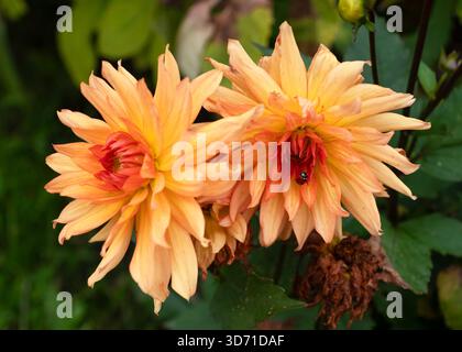 Nahaufnahme des atemberaubenden Pfirsich- und orangen Sunset Dahlias Halbkaktus mit einem Marienkäfer im pulsierenden Zentrum. Herbst Natur, Blume und Wildnis Stockfoto