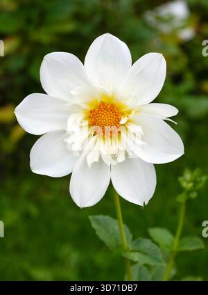 Nahaufnahme einer eleganten weißen Dahlia Collerette oder Anemone-Form mit einem markanten, leuchtenden orangefarbenen Zentrum. Klares, grafisches Blumendesign gegen ein G Stockfoto