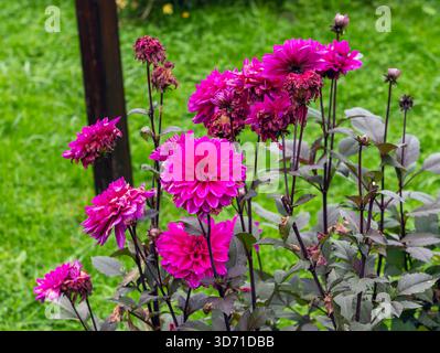 Haufen von leuchtenden magentafarbenen Ball Dahlien mit charakteristischem dunkelvioletten Laub. Spätsommer blüht in einem Garten im Freien vor einer grünen Ba Stockfoto