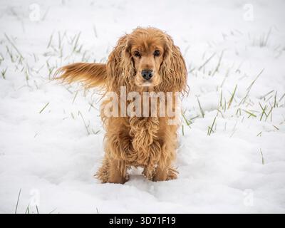 Glücklicher Cocker Spaniel im Schnee Stockfoto