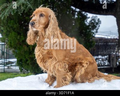 Glücklicher Cocker Spaniel im Schnee Stockfoto