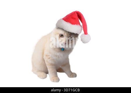 Kleine süße, leicht gefärbte Hauskatze mit rotem Sanat-Hut sitzt auf weißem Hintergrund Stockfoto
