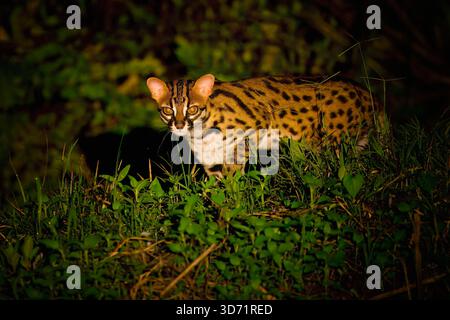 Leopardenkatze (Prionailurus bengalensis) bei Nacht im Wald spazieren, Borneo, Malaysia Stockfoto