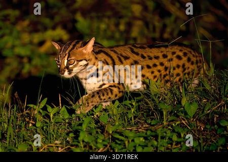 Leopardenkatze (Prionailurus bengalensis) bei Nacht im Wald spazieren, Borneo, Malaysia Stockfoto