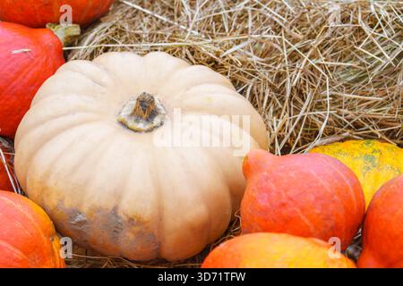 Auswahl an orangefarbenen und weißen Kürbissen, Kürbissen und Kürbissen in verschiedenen Formen, die auf trockenem Strohhintergrund liegen. Die Komposition der Herbsternte symbolisiert f Stockfoto