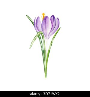 Frühlingsblumen, handgezeichnete Aquarellblau und lilafarbene Krokusse, Schneeglöckchen, FrühlingsOstern Illustration von lila Blumenstrauß, kalte Wetter Blumen, grüne le Stockfoto