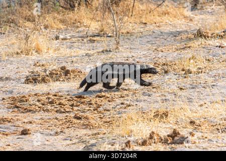 Ein Honey Badger (Mellivora capensis), der in Zarafa auf der Selinda-Konzession im Nordwesten von Botswana im südlichen Afrika spaziert Stockfoto