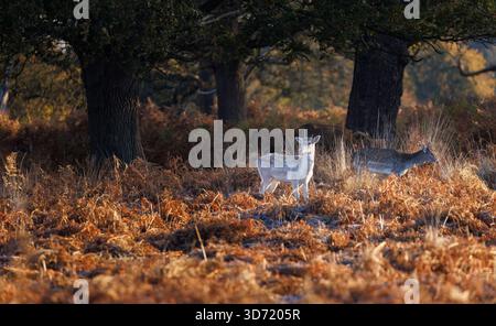 Dama Dama, der während der Bruntsaison im Richmond Park im Londoner Stadtteil Richmond upon Thames im Bracken steht Stockfoto