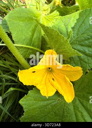 Gelbe Kürbisblüte mit Insekten auf Blütenblättern, umgeben von grünen Blättern und Stämmen, Gartenblick. Stockfoto