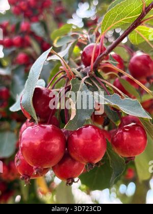 Leuchtend rote Krabben hängen an einem Baumzweig mit grünen gezackten Blättern, Nahaufnahme. Stockfoto