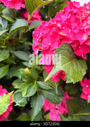 Rosa Hortensie blüht in voller Pracht, umgeben von üppig grünen Blättern in einer natürlichen Gartenumgebung. Stockfoto