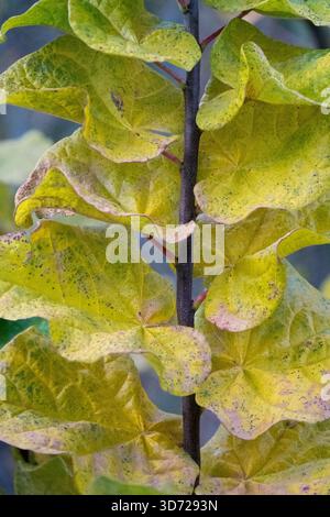Eastern Redbud gelbes Herbstlaub Cercis canadensis „Little Woody“ Stockfoto