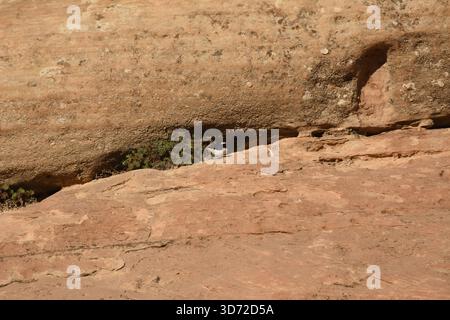 Ein Vogel kann in einer kleinen Spalte auf einer felsigen Klippe im Red Rocks Park gesehen werden. Die warme Nachmittagssonne unterstreicht die Texturen des Steins und Stockfoto