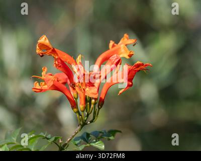 Leuchtend orange Blüten der Kap Geißblatt (Tecomaria capensis) wachsen in einem Garten in Agios Dimitrios auf der Halbinsel Mani, Peloponnes, Griechenland Stockfoto
