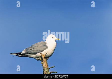 Gull sitzt auf einem Baumwipfel im Sonnenschein an einem klaren blauen Himmel Stockfoto