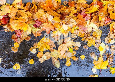 Blick von oben auf farbenfrohe gefallene Blätter auf nasser Asphaltstraße an regnerischen Herbsttagen Stockfoto