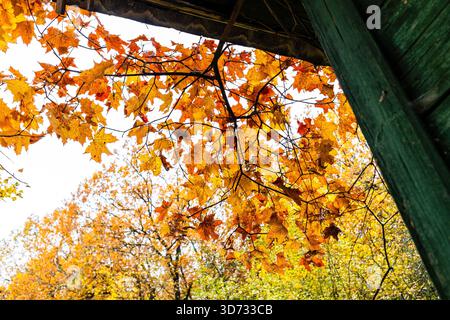 Bunte Ahornblätter über Holzhaus am regnerischen Herbsttag Stockfoto