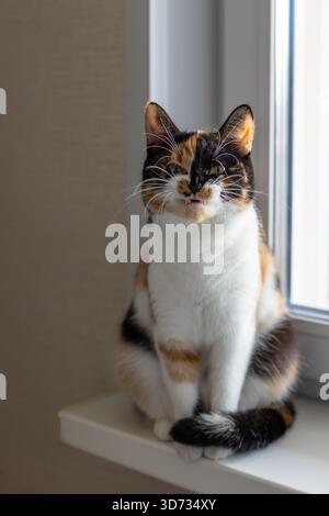 Die wunderschöne junge dreifarbige Katze mit gelb-grünen (bernsteinfarbenen) Augen sitzt drinnen auf einer Fensterbank und gähnt lustig. Selektiver Fokus, Nahaufnahme. Stockfoto